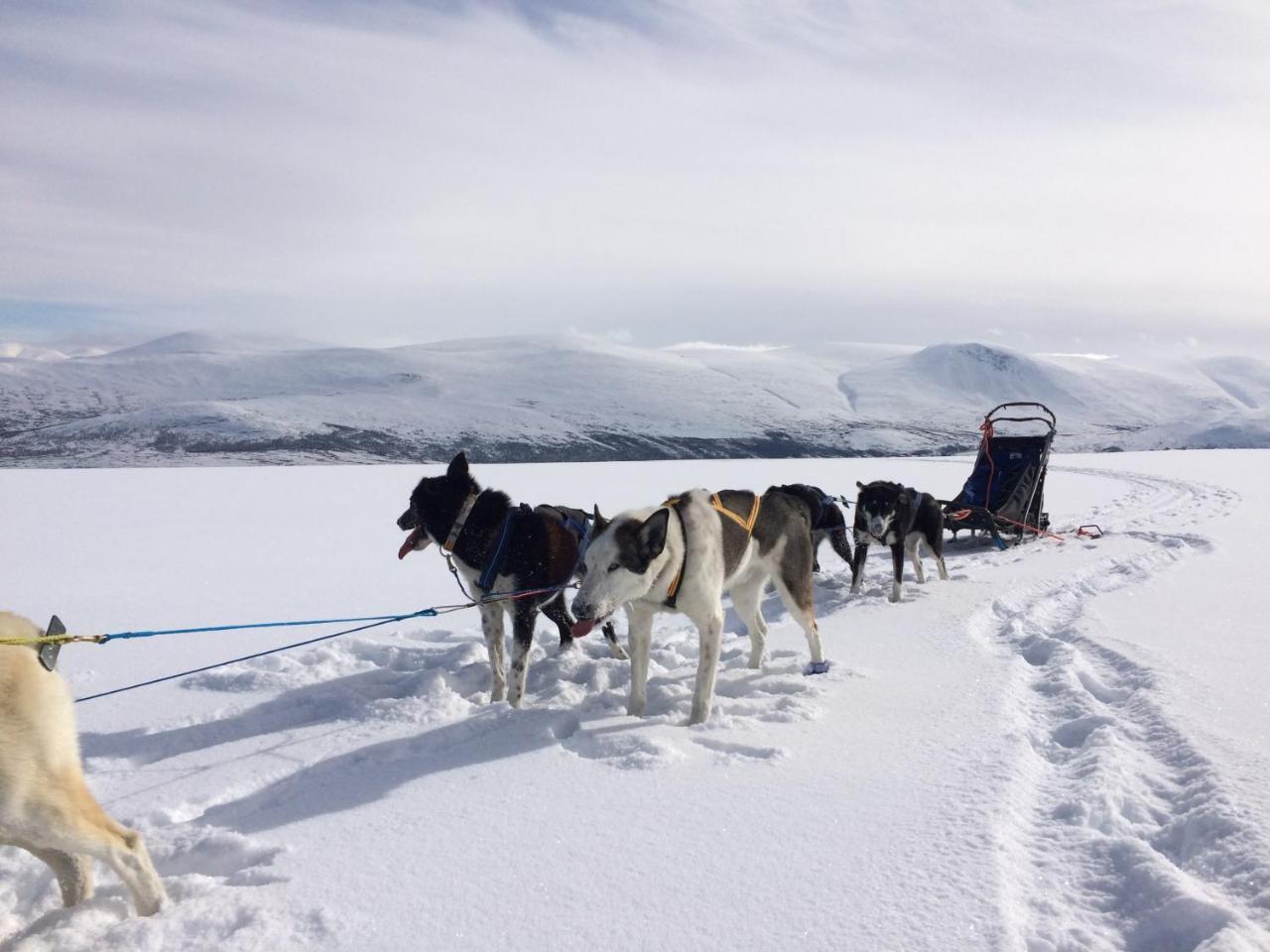 Jotunheimen Husky Lodge Randsverk Экстерьер фото